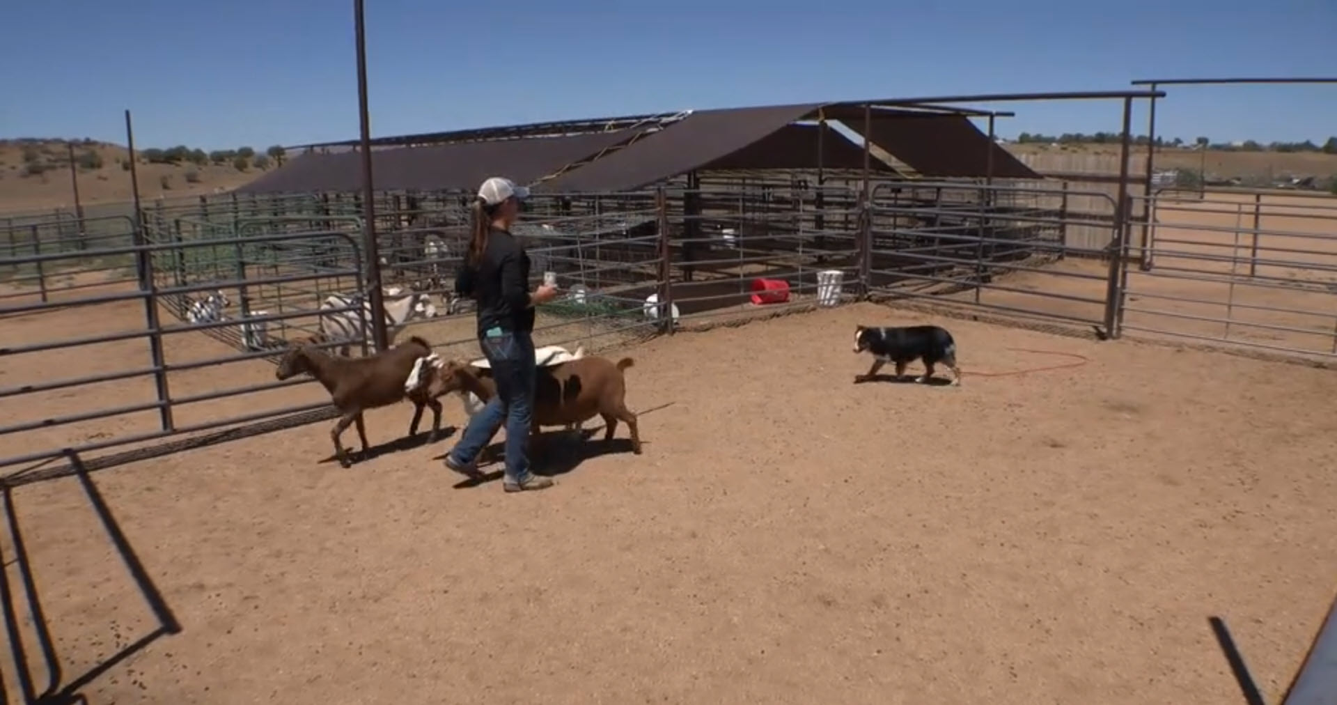 Handler, stockdog, and goats working together in a PSR training pen.