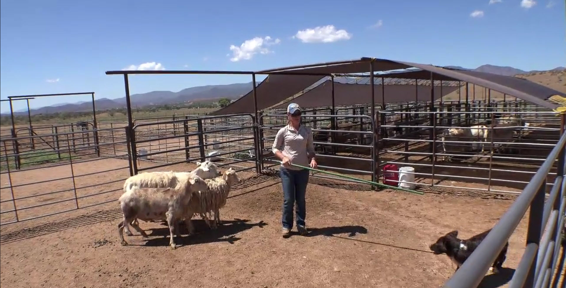 Handler and stockdog working sheep at the PSR training pens in Dewey, Arizona.
